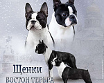 Собаки в Санкт-Петербурге: Щенки Бостон терьера Мальчик, Бесплатно - фото 3
