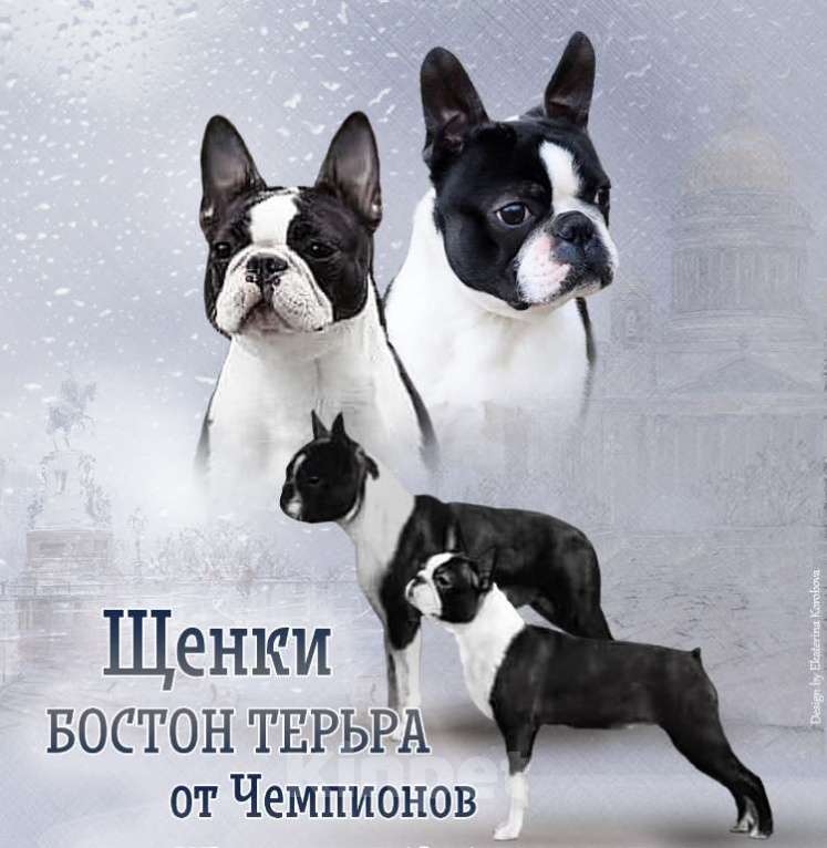 Собаки в Санкт-Петербурге: Щенки Бостон терьера Мальчик, Бесплатно - фото 3
