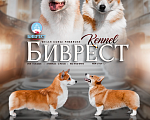 Собаки в других городах Ленинградской области: Щенки вельш корги пемброк питомника Биврест Мальчик, Бесплатно - фото 4
