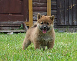Собаки в Солнечногорске: Щенки сиба ину Мальчик, 40 000 руб. - фото 7