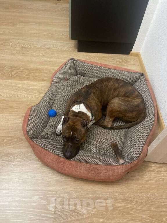 Собаки в Санкт-Петербурге: Питбуль Мунна ищет дом! Девочка, Бесплатно - фото 9