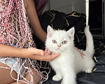 Кошки в Одинцово: Британские короткошерстные котята Разнополые, 25 000 руб. - фото 1
