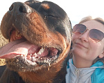 Собаки в Тюмени: Вязка ротвейлер Мальчик, 10 000 руб. - фото 1
