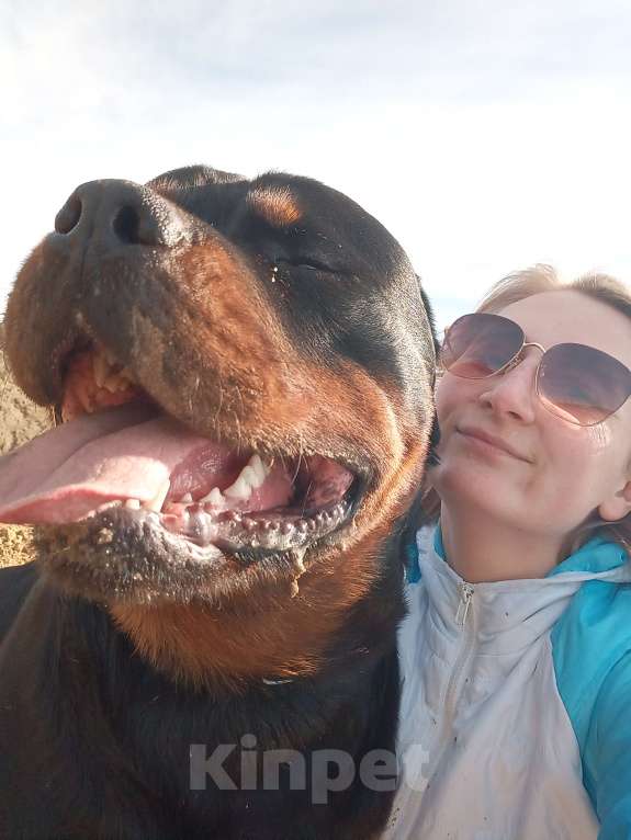 Собаки в Тюмени: Вязка ротвейлер Мальчик, 10 000 руб. - фото 1