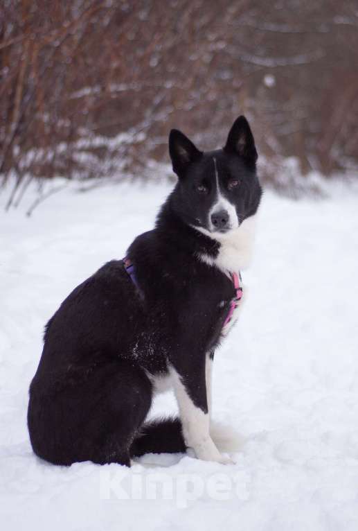Собаки в Москве: Скромная и добрая Габи в поисках дома Девочка, Бесплатно - фото 4