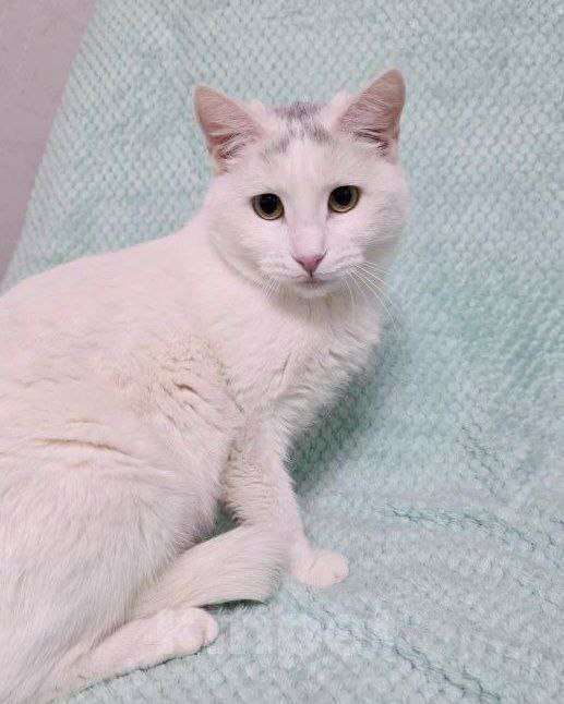 Кошки в Москве: Ромушка ищет дом Девочка, Бесплатно - фото 1