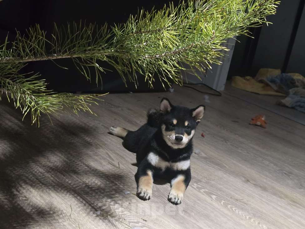 Собаки в других городах Московской области: В продаже  щенок сиба ину  Мальчик, 50 000 руб. - фото 2