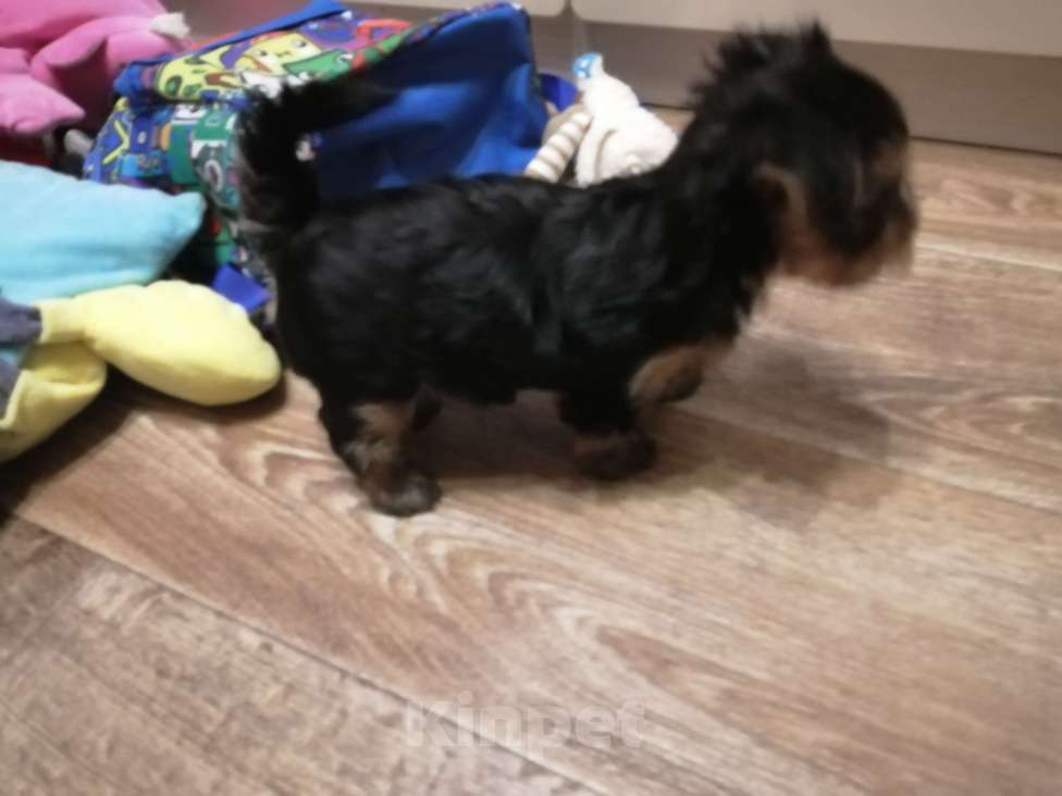 Собаки в Нововоронеже: Медвежонок  Мальчик, 25 000 руб. - фото 4