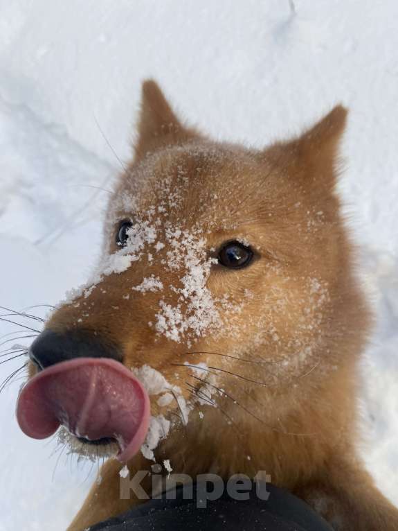 Собаки в Нижнем Тагиле: Супер собака Мальчик, 50 000 руб. - фото 1