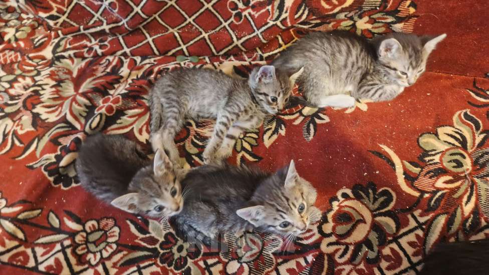 Кошки в Санкт-Петербурге: Кошка Даша и ее котята Мальчик, Бесплатно - фото 3