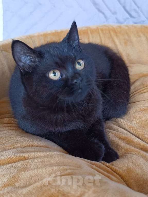 Кошки в Ульяновске: скотиш страйт Девочка, 15 000 руб. - фото 5