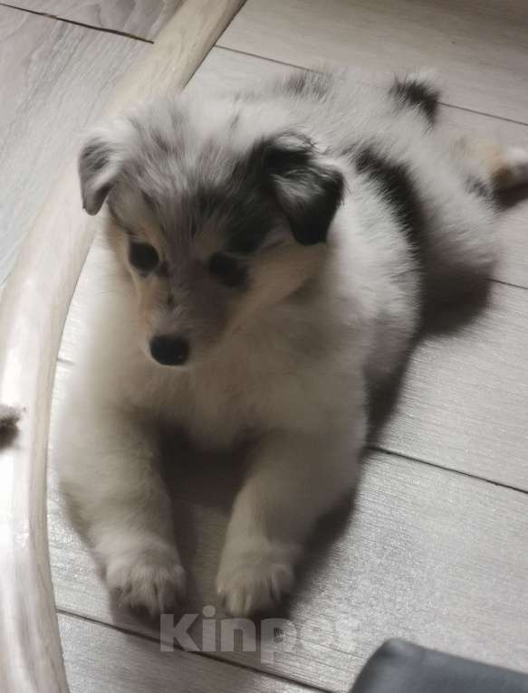 Собаки в Чебоксарах: Очаровательные мальчишки колли Мальчик, 35 000 руб. - фото 2