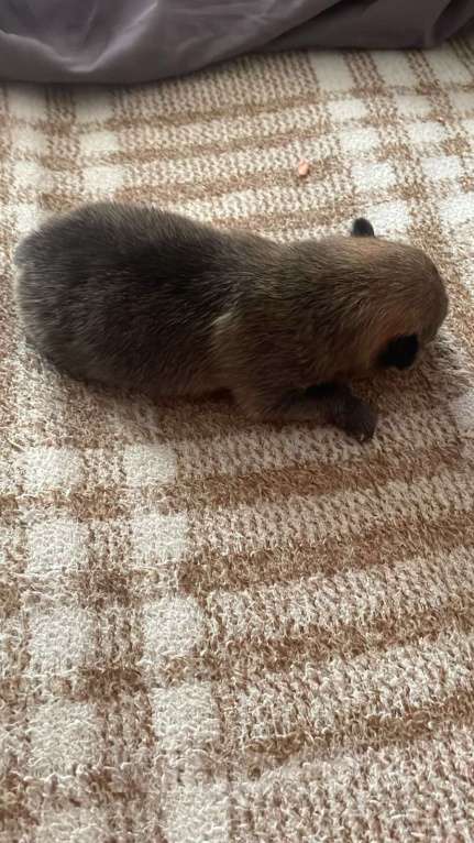 Собаки в Иркутске: Померанский шпиц Мальчик, 27 000 руб. - фото 2