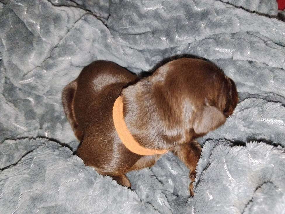 Собаки в Березовском: К/П сука  Девочка, Бесплатно - фото 2