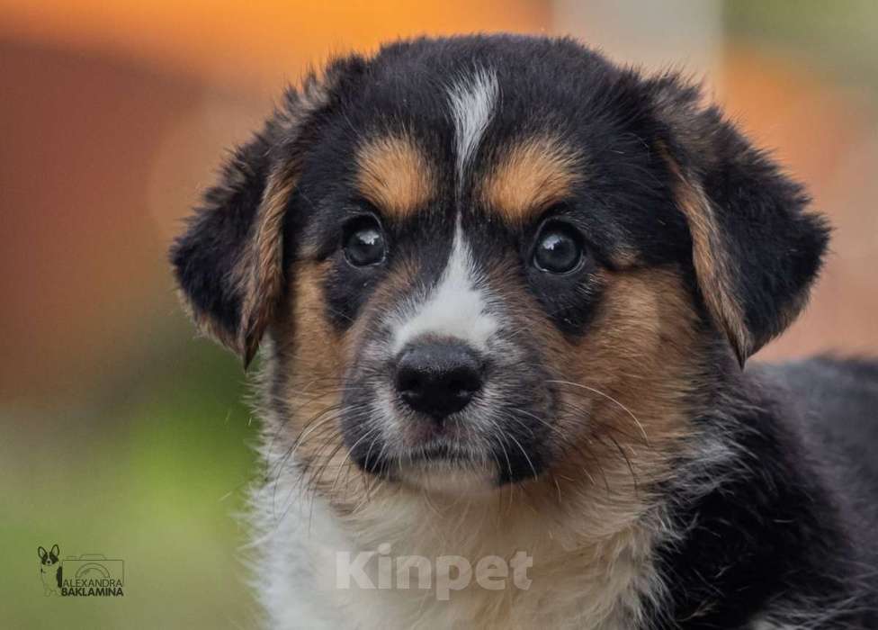 Собаки в Москве: Забава Девочка, 50 000 руб. - фото 6