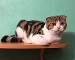 Кошки в Москве: Вислоухий мраморный котик Мальчик, 10 000 руб. - фото 2