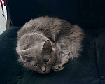 Кошки в Тюмени: Кошка-хорошка Девочка, Бесплатно - фото 3