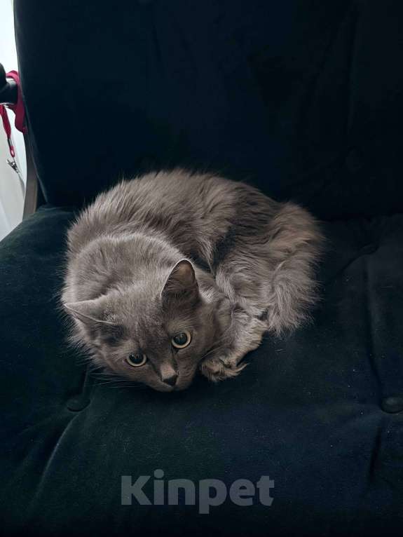 Кошки в Тюмени: Кошка-хорошка Девочка, Бесплатно - фото 3