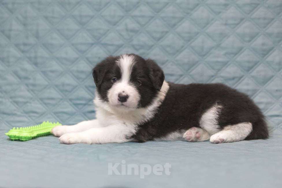 Собаки в Москве: Умнейший щенок бордер-колли Мальчик, Бесплатно - фото 5