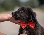 Собаки в других городах Владимирской области: 🐶 Лео — добрый малыш, который ждёт своих родителей! 🐶 Мальчик, Бесплатно - фото 4