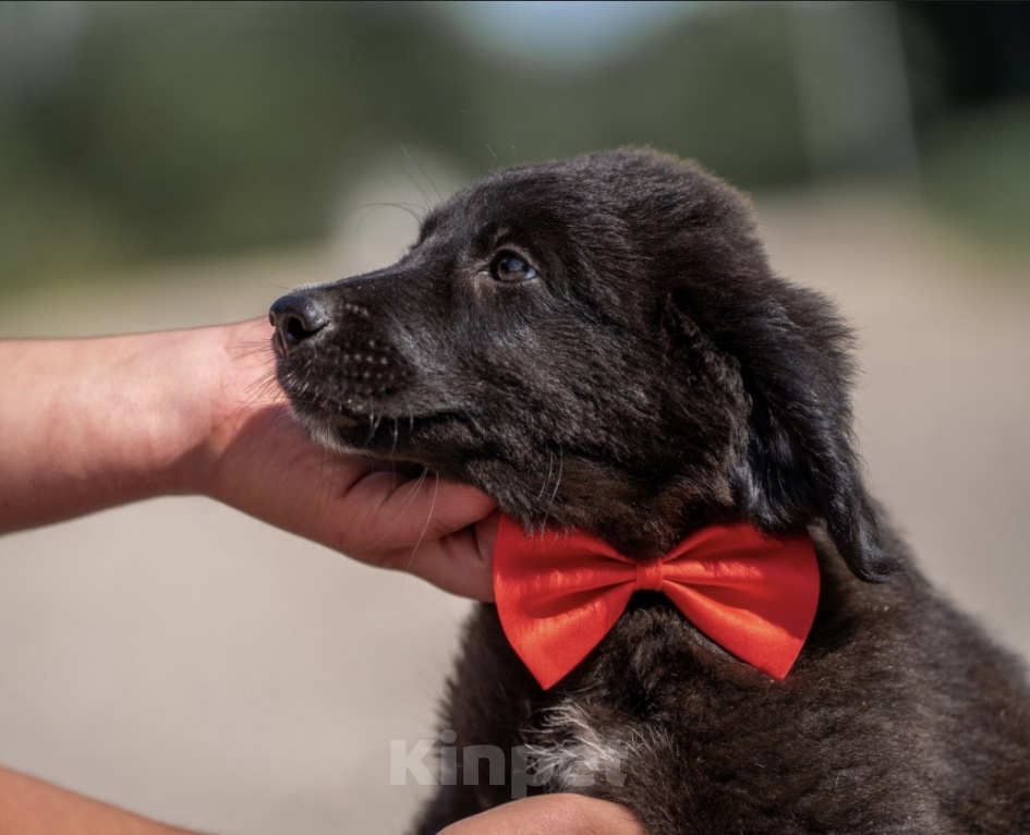 Собаки в других городах Владимирской области: 🐶 Лео — добрый малыш, который ждёт своих родителей! 🐶 Мальчик, Бесплатно - фото 4
