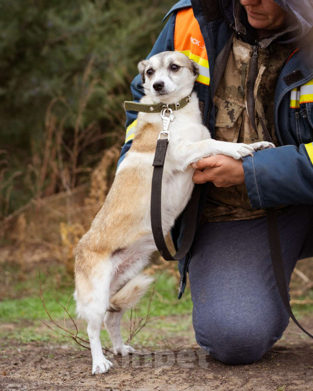 Собаки в Москве: Маленькая скромная девочка из приюта ищет семью Девочка, Бесплатно - фото 7