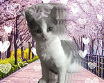 Кошки в Рязани: Серо- белый котик Мальчик, 10 руб. - фото 4