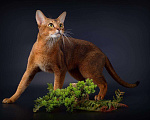 Кошки в Находке: Вязка кота, 30 000 руб. - фото 1