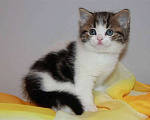 Кошки в Брянске: Котята  Девочка, 2 000 руб. - фото 2