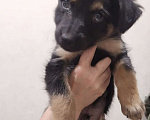 Собаки в Таганроге: Отдам в добрые руки Мальчик, Бесплатно - фото 1