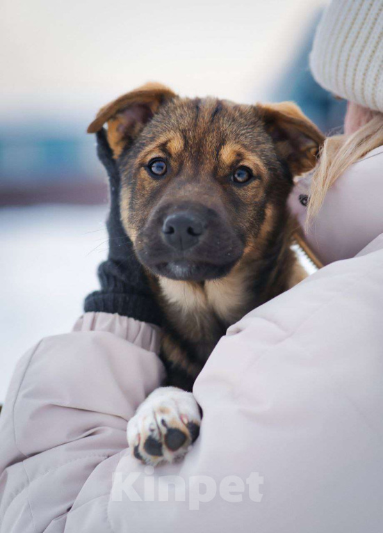 Собаки в других городах Московской области: самая ласковая девочка ищет дом Девочка, Бесплатно - фото 1