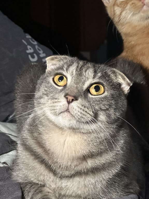 Кошки в Москве: пропал кот Винни Мальчик, 10 000 руб. - фото 3