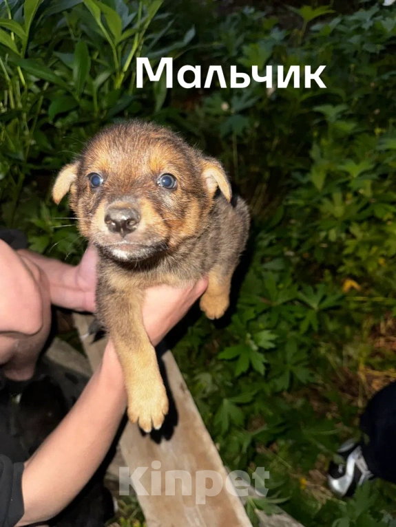 Собаки в Казани: Щенки в добрые руки Разнополые, Бесплатно - фото 5
