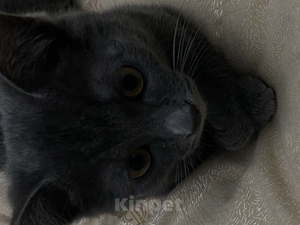 Кошки в Махачкале: Серый котёнок (4 месяца) Девочка, Бесплатно - фото 1