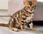 Кошки в Сургуте: Бенгальские котята Мальчик, 22 000 руб. - фото 4