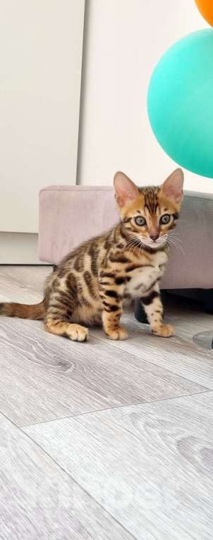 Кошки в Сургуте: Бенгальские котята Мальчик, 22 000 руб. - фото 4