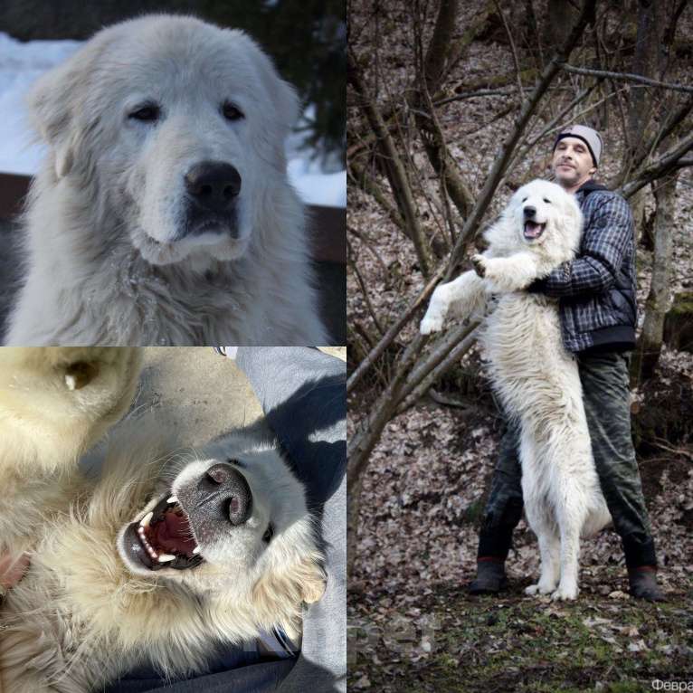 Собаки в других городах Краснодарского края: Продаем белых красавчиков! Мальчик, 20 000 руб. - фото 5