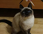 Кошки в Москве: Сиамский котенок Урмас в добрые руки Мальчик, 1 руб. - фото 1