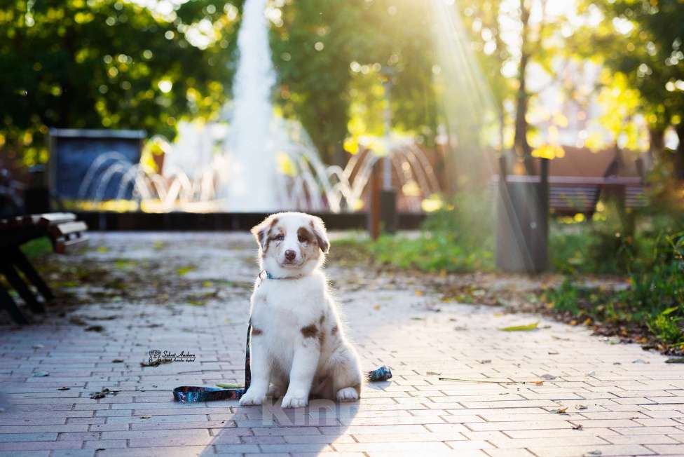 Собаки в Москве: австралийская овчарка аусси Девочка, 80 000 руб. - фото 3