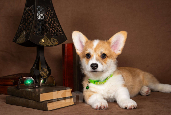 Собаки в Москве: Предлагаю  щенка корги Мальчик, 60 000 руб. - фото 8