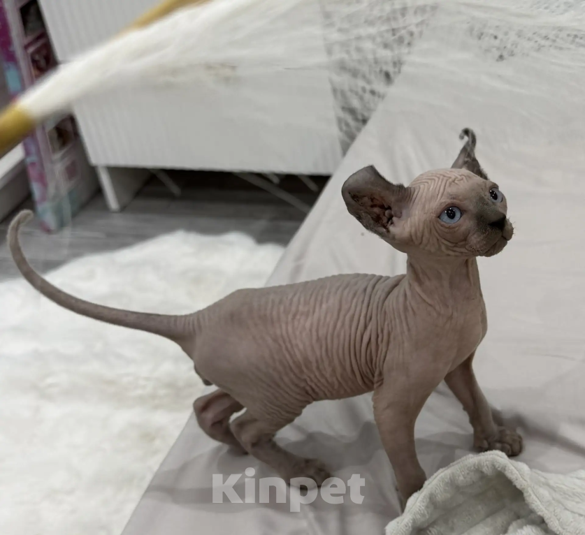 Кошки в других городах Краснодарского края: Эльф сфинкс котенок Мальчик, 25 000 руб. - фото 1