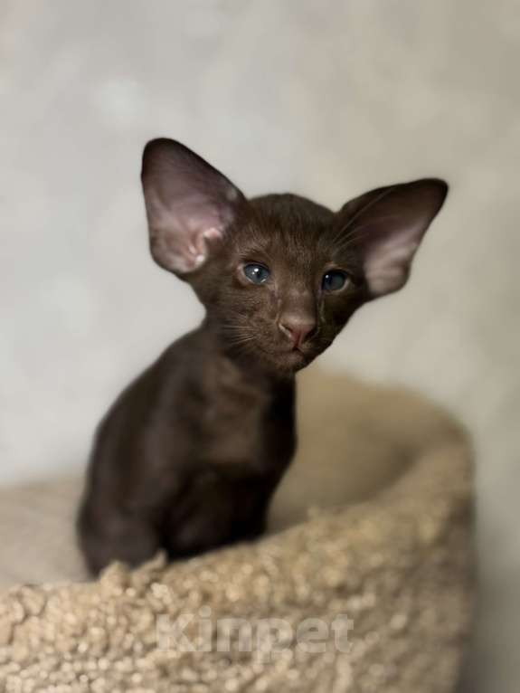 Кошки в Краснодаре: Ориентальный котёнок . Мальчик, Бесплатно - фото 3