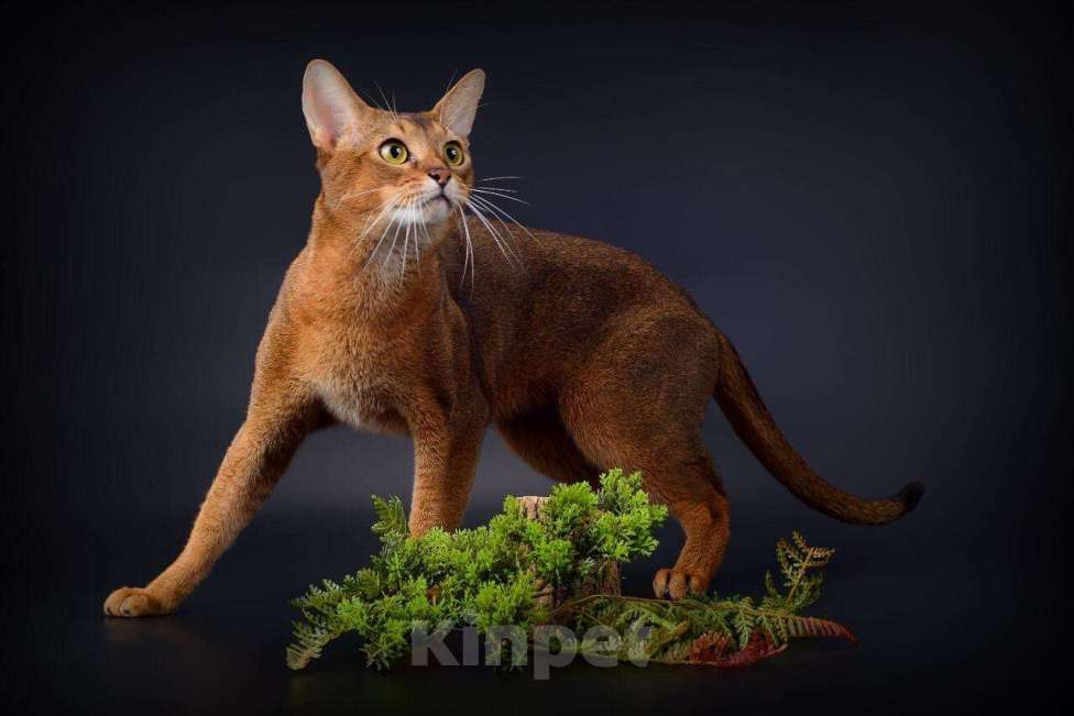 Кошки в Находке: Вязка кота, 30 000 руб. - фото 1