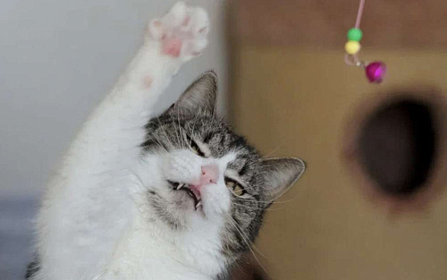 Шарлотта из приюта