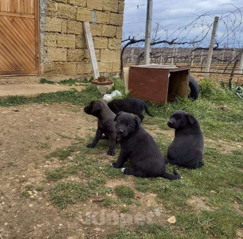 Собаки в других городах Крыма: ищем заботливых хозяев Девочка, Бесплатно - фото 4