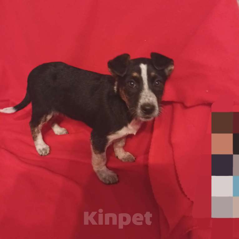 Собаки в Санкт-Петербурге: Щенок в добрые руки  Девочка, Бесплатно - фото 2