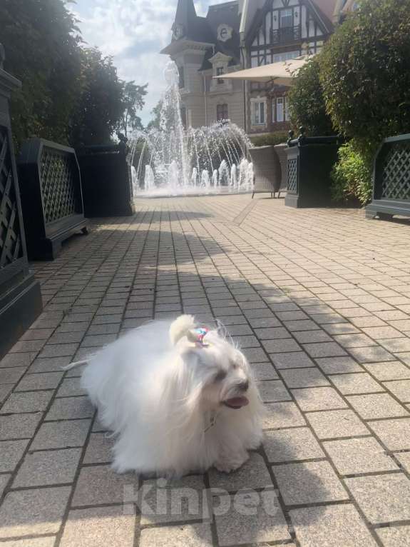 Собаки в Москве: Шикарные щенки  Мальтипу Мальчик, 190 000 руб. - фото 8