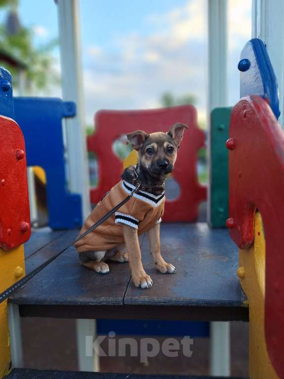 Собаки в Москве: Щенок в добрые руки Мальчик, Бесплатно - фото 5