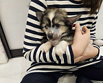 Собаки в Одинцово: Китайская хохлатая мини, девочка Девочка, 50 000 руб. - фото 4