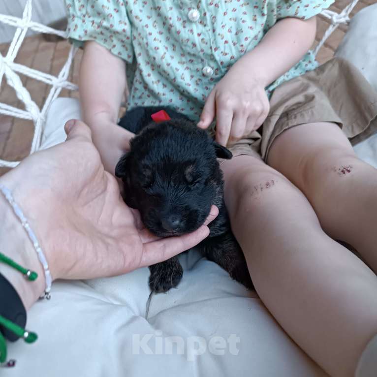 Собаки в Славянске-На-Кубани: Щенок Восточно-Европейской овчарки (девочка)  Девочка, 15 000 руб. - фото 3